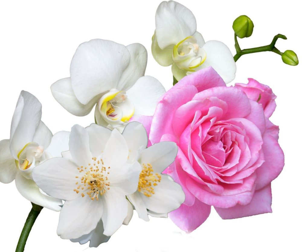 Jasmin, rose & orchidée