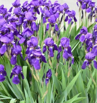 Iris