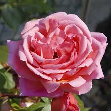 Rose orientale