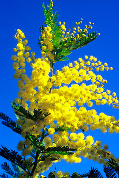 Mimosa